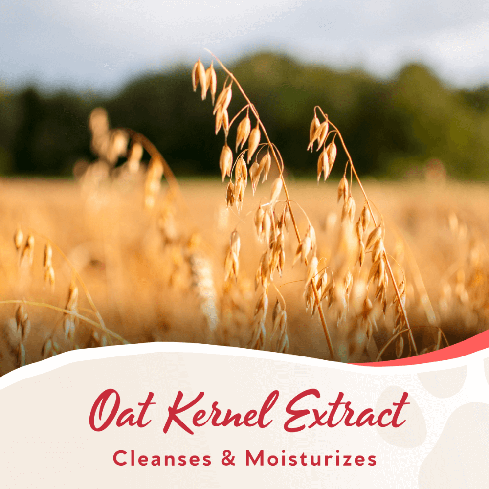 Pomegranate 3 In 1 Shampoo Bar