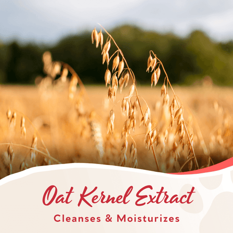 Pomegranate 3 In 1 Shampoo Bar