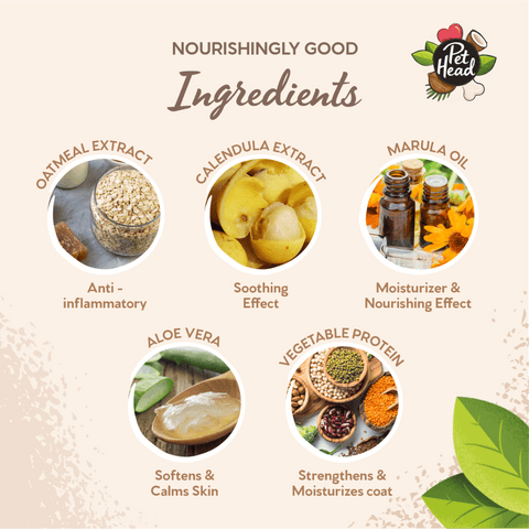 Sensitive Soul Coconut Shampoo For Dogs