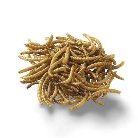 Dried Mealworms