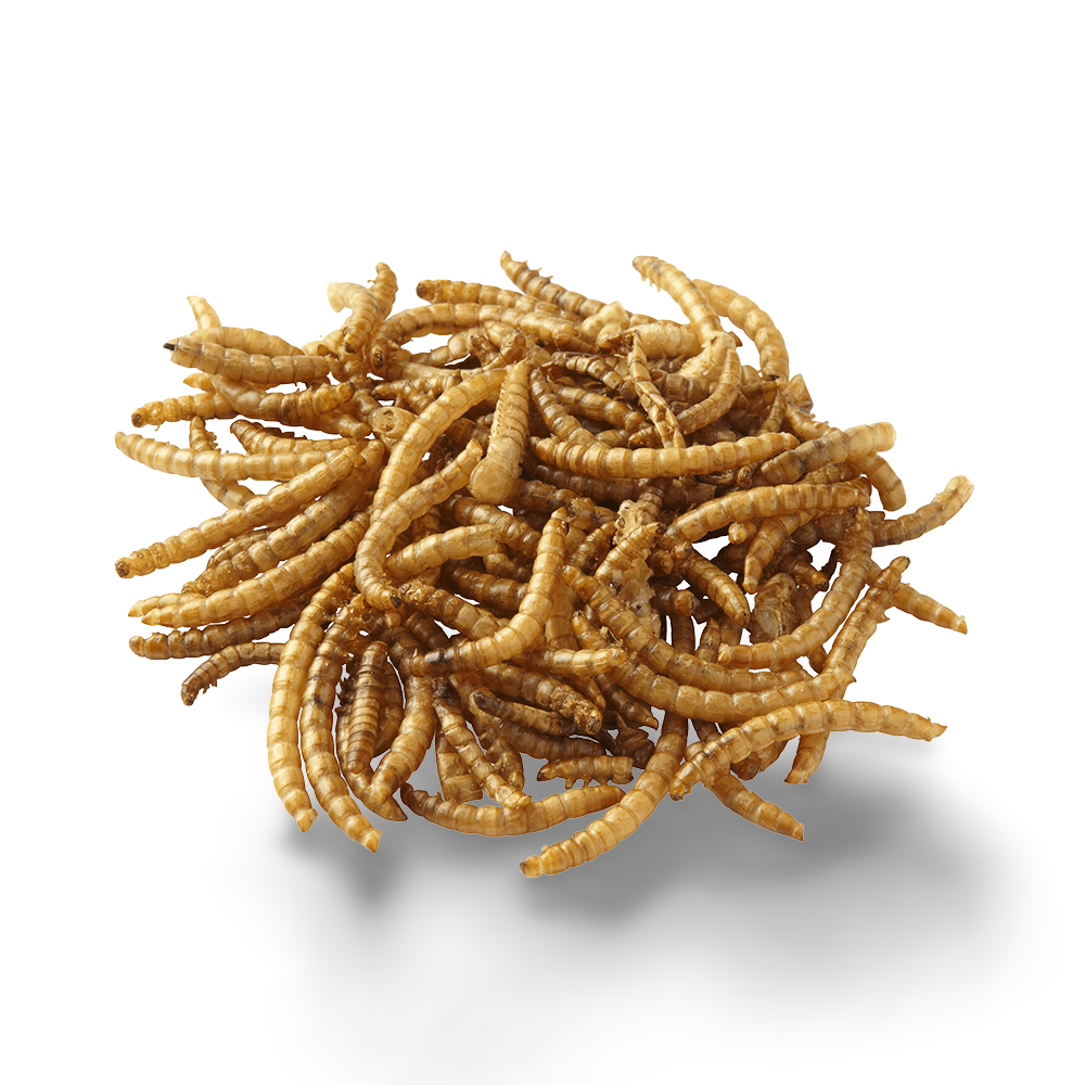 Wormies Dried Mealworms