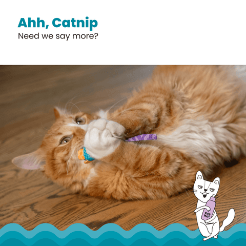 Catnip Chew Mice Cat Toy