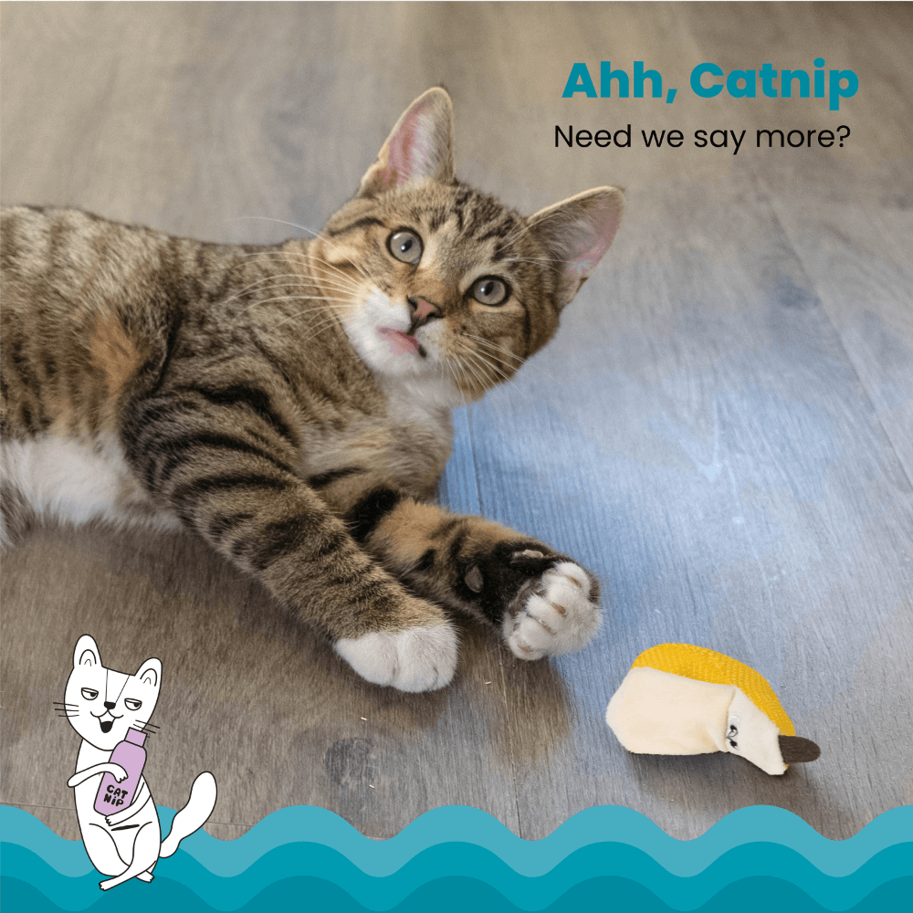 Dental Banana Cat Toy