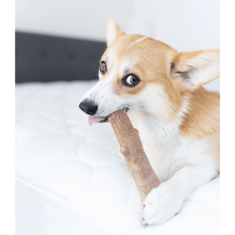 Dogwood Stick Dog Chew Toy