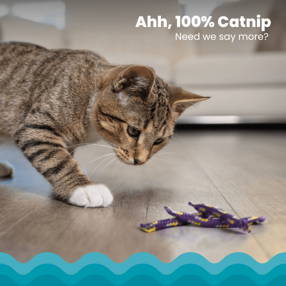 Night Time Catnip Rolls