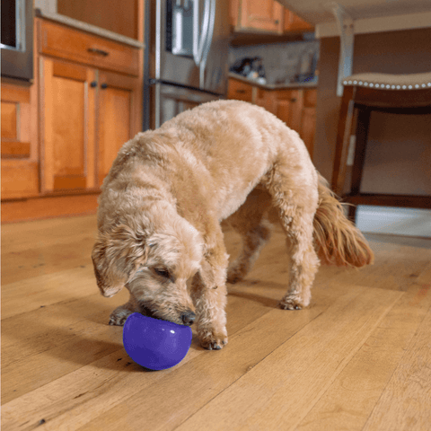 Orbee Lil Snoop Interactive Feeding Dog Toy Purple