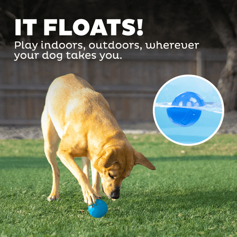 Squeak Ball Dog Treat Dispensing Toy Blue
