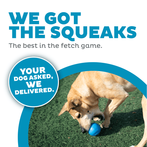 Squeak Ball Dog Treat Dispensing Toy Blue