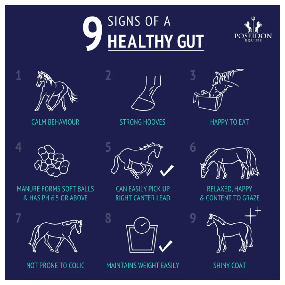 Digestive EQ Horse Gut Supplement Powder