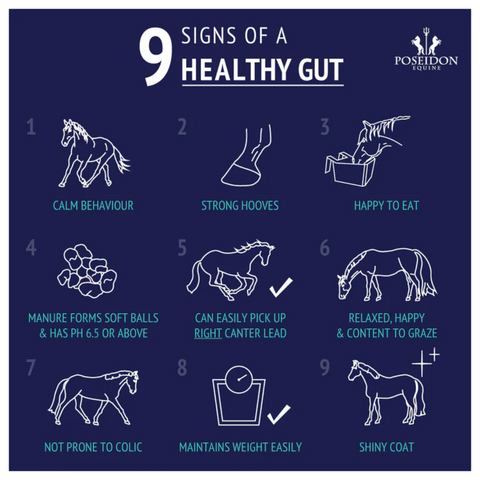 Digestive EQ Horse Gut Supplement Powder