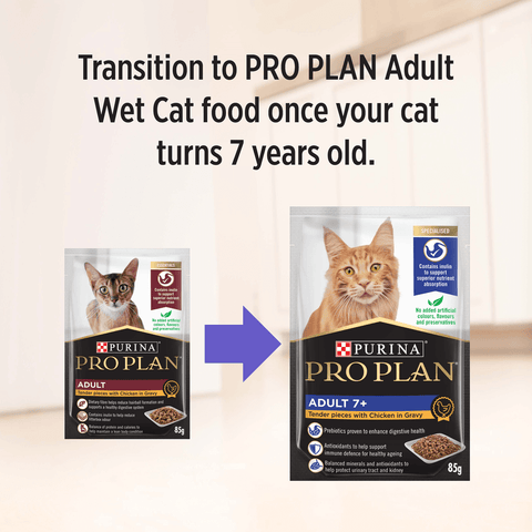 Adult Chicken Gravy Wet Cat Food Pouches