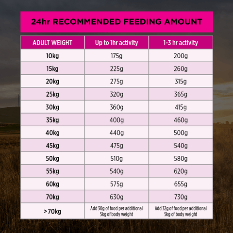 Sensitive Skin & Stomach Medium Large Breed Adult Dry Dog Food