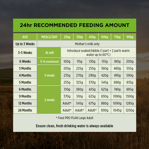 Chicken Large Breed Puppy Dry Dog Food