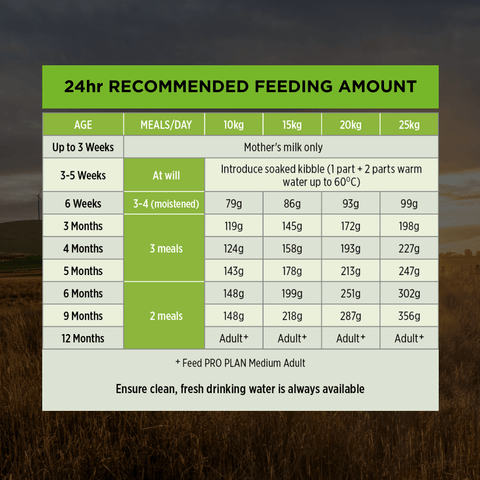 Chicken Medium Breed Puppy Dry Dog Food