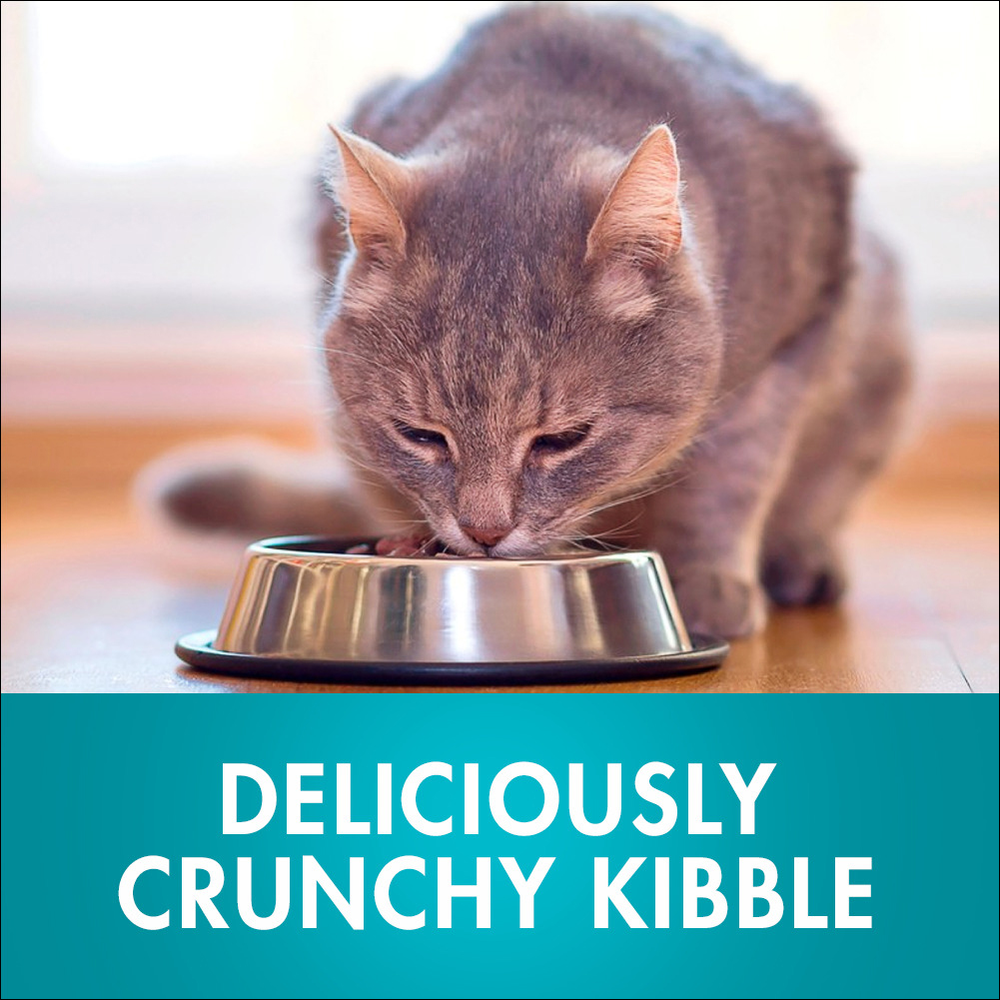 Adult Coat And Hairball Chicken Dry Cat Food