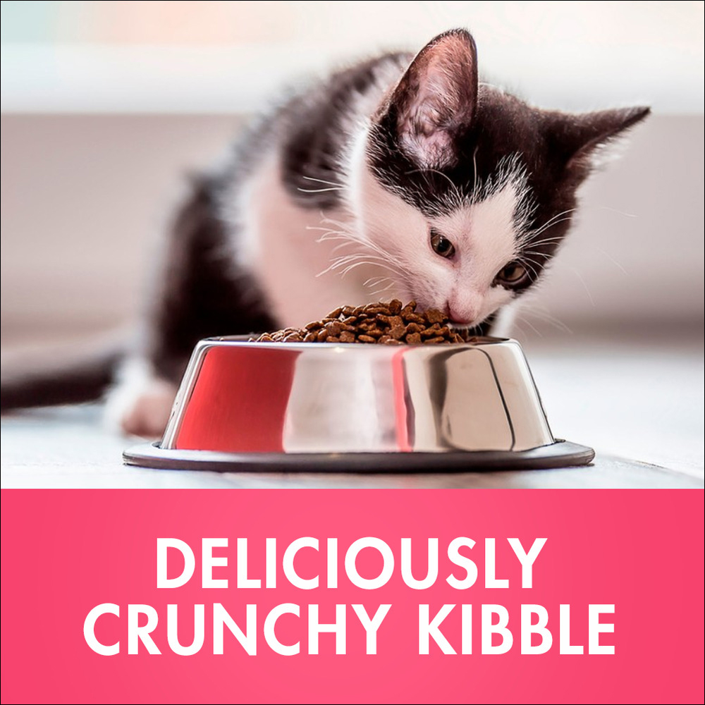 Kitten Chicken Dry Cat Food