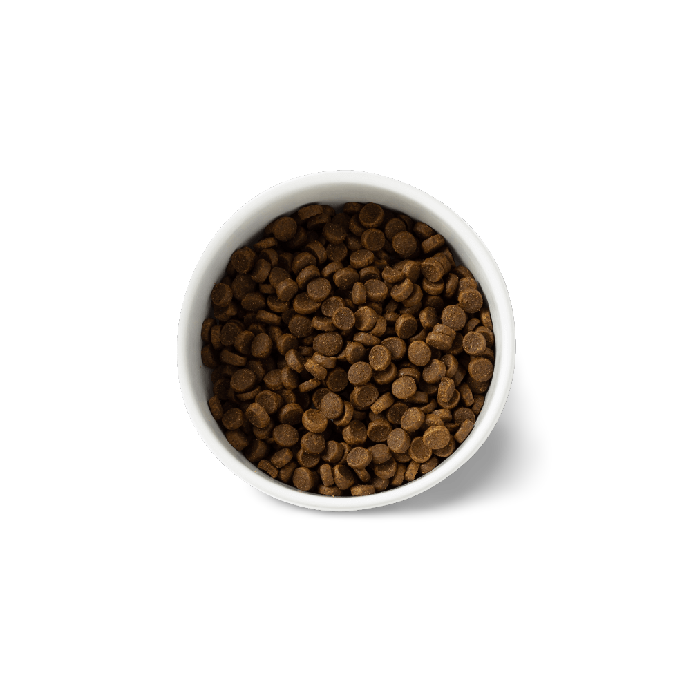 Essentials Ocean Fish Adult Dry Dog Food