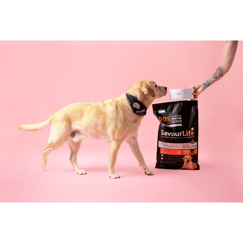 Lean Turkey Grain Free Adult Dry Dog Food