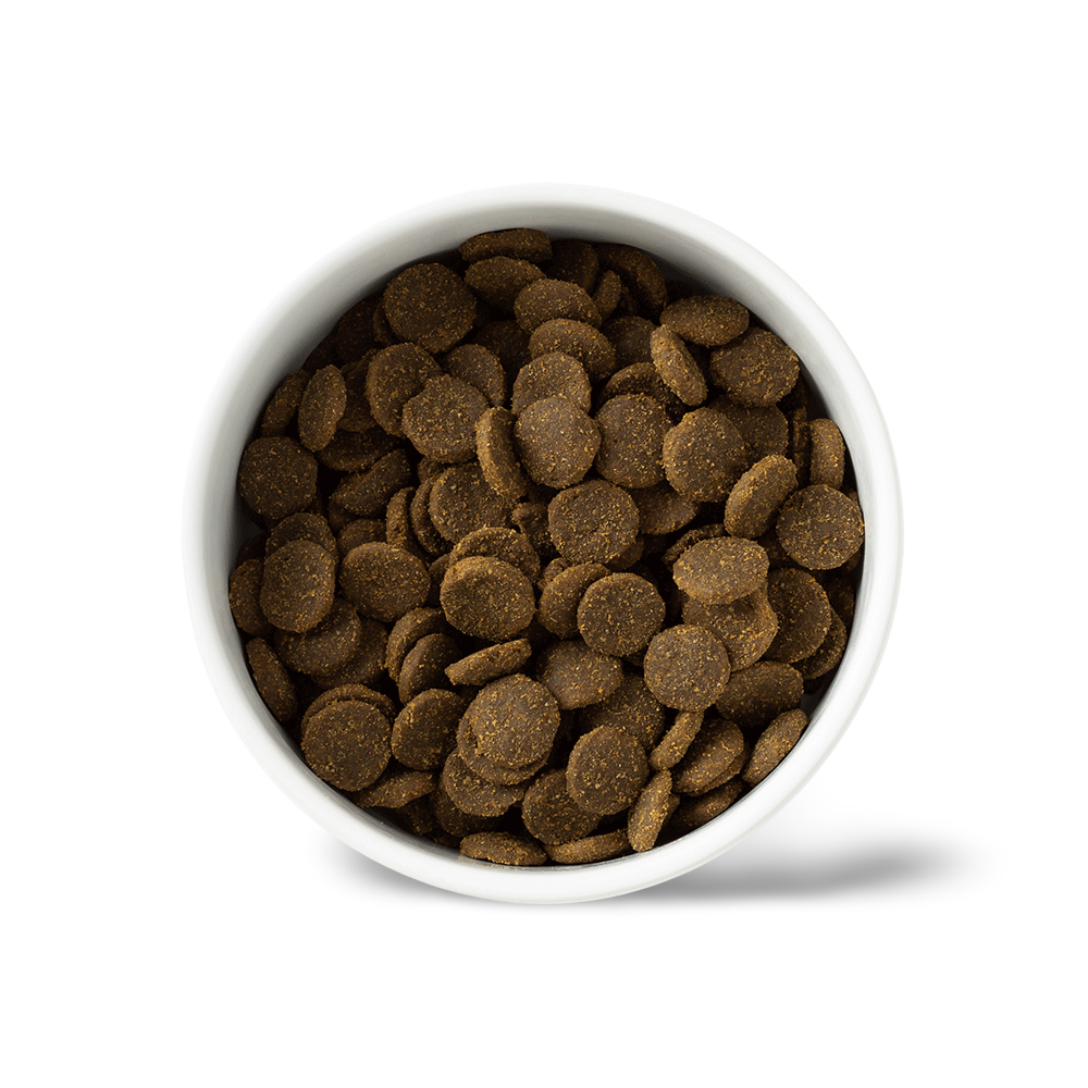 Ocean Fish Large Breed Grain Free Adult Dry Dog Food