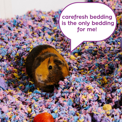 Paper Litter Bedding Confetti for Small Pets