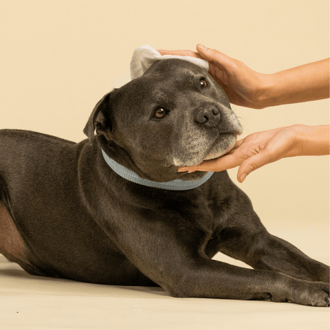 Probiotic Pet Ear Wipes Fragrance Free