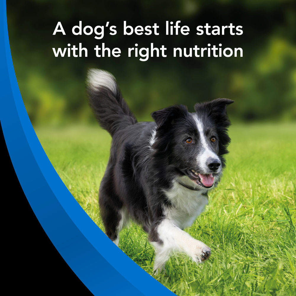 Smartblend Ocean Fish Senior Dry Dog Food