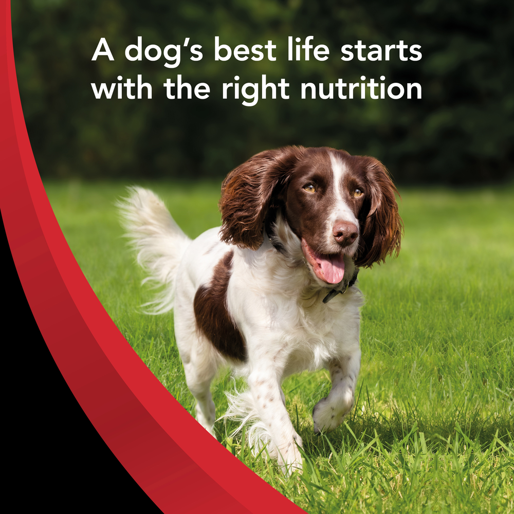 Smartblend Beef Adult Dry Dog Food