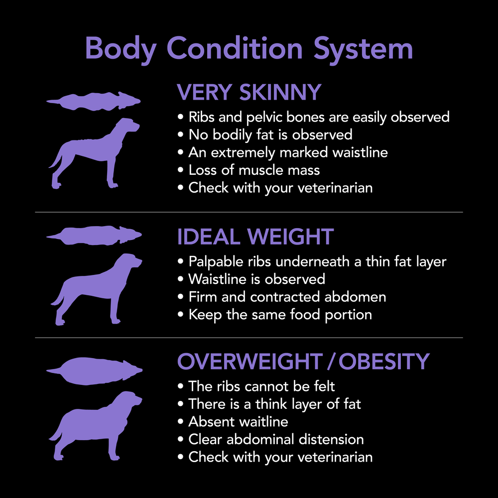 Smartblend Beef Small Breed Adult Dry Dog Food