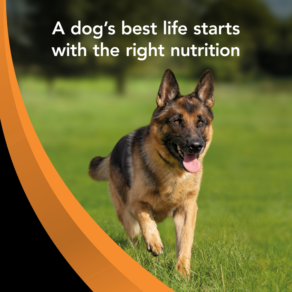 Smartblend Chicken Large Breed Adult Dry Dog Food