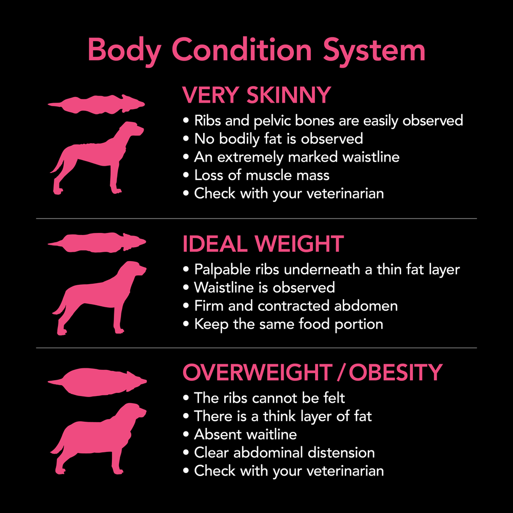 Smartblend Chicken Puppy Dry Dog Food