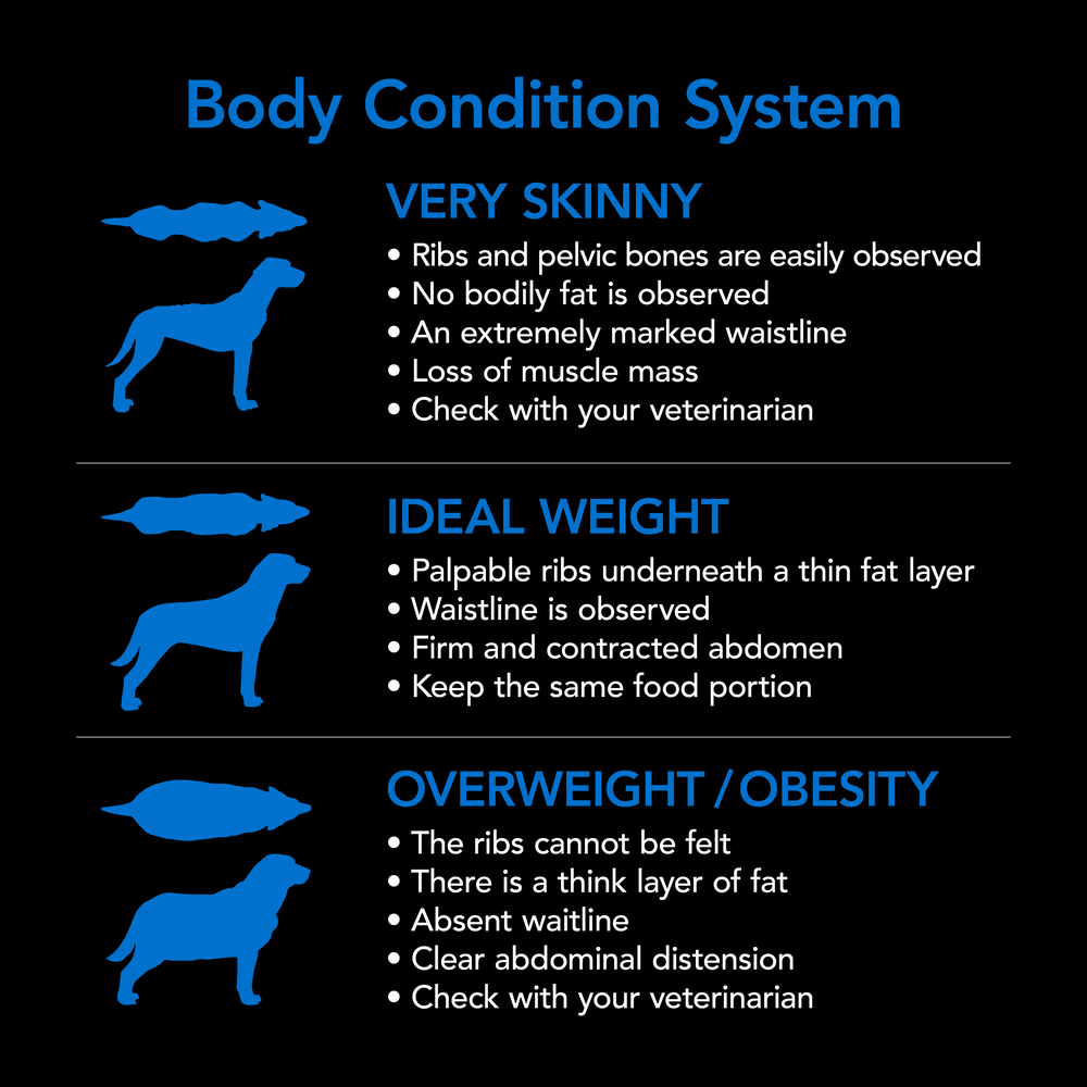 Smartblend Ocean Fish Senior Dry Dog Food