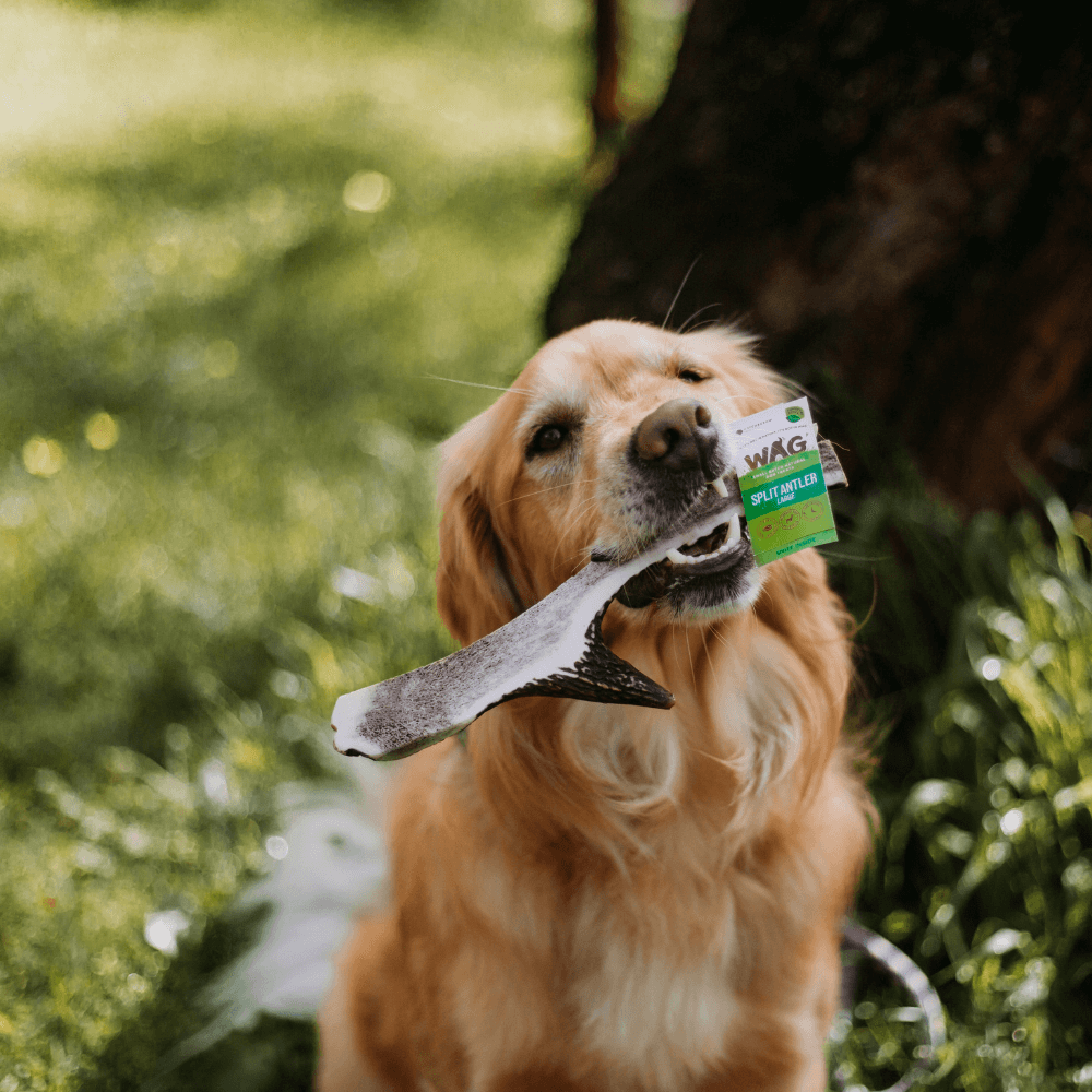 Dog Treats Antler Split