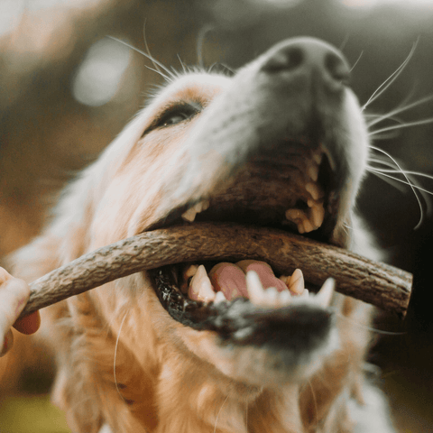 Dog Treats Antler Whole