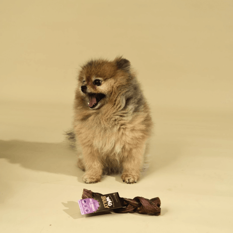 Dog Treats Braided Bully Stick Regular