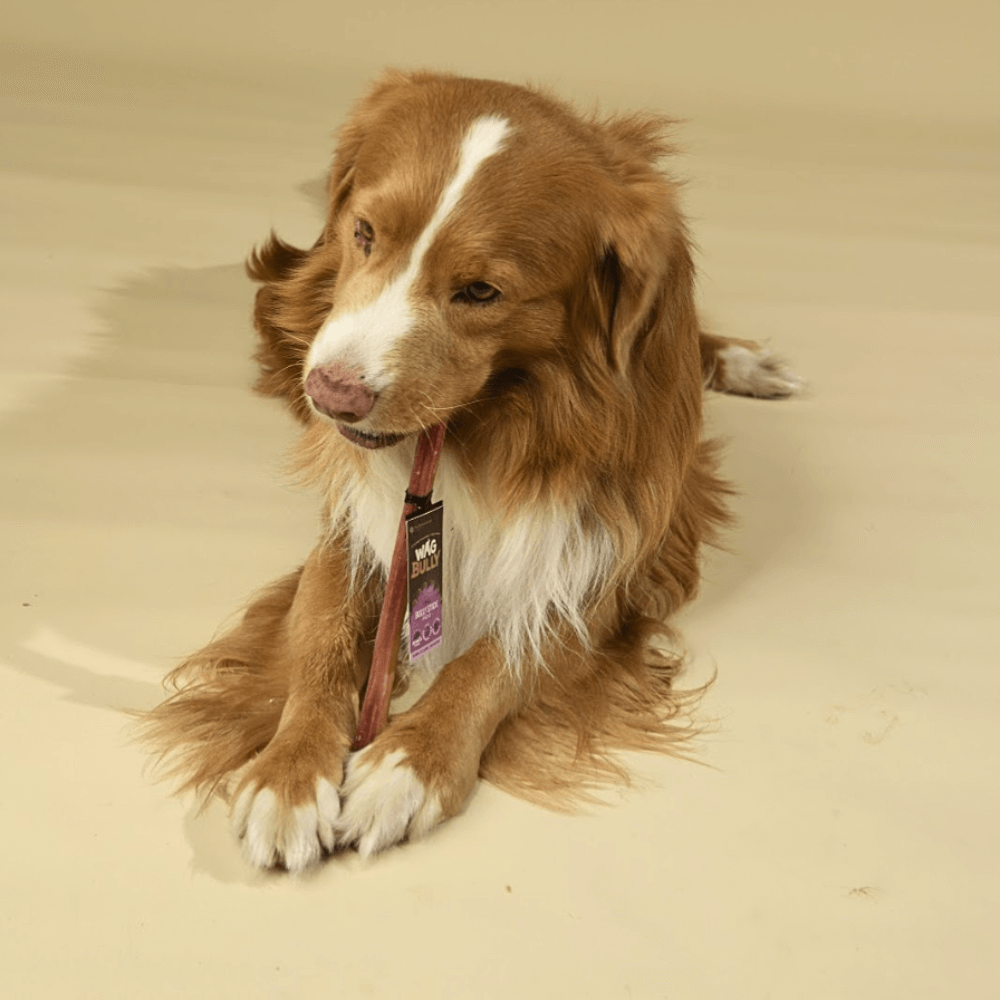 Dog Treats Bully Stick Large
