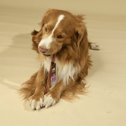 Dog Treats Bully Stick Large