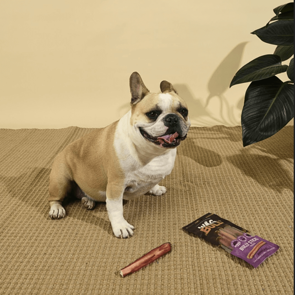 Dog Treats Bully Stick Regular