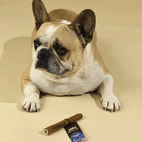 Collagen Stick Dog Chew Treat Regular