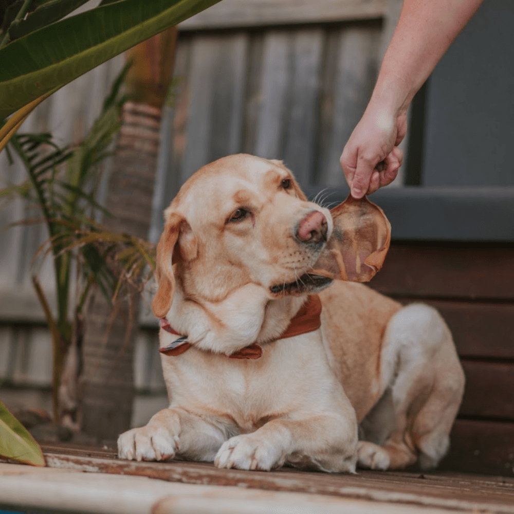 Pig Ear Large Dog Treats