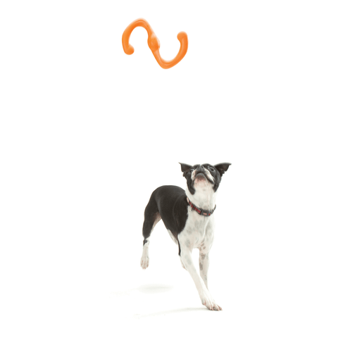 Bumi Tug Fetch Zogoflex Dog Toy Orange