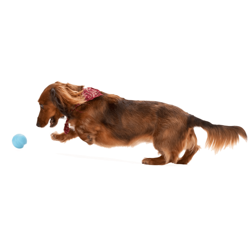 Jive Zogoflex Fetch Ball Tough Dog Toy Blue