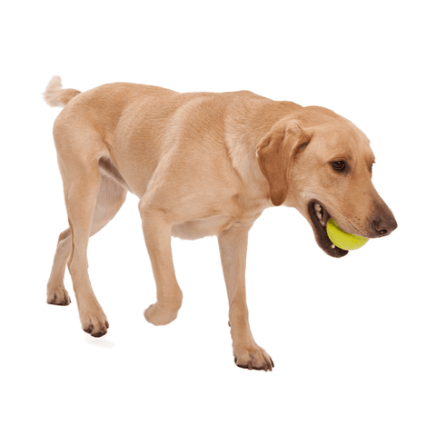 Jive Zogoflex Fetch Ball Tough Dog Toy Green