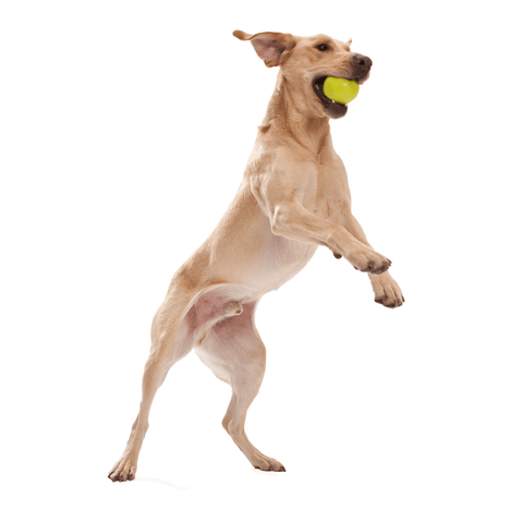 Jive Zogoflex Fetch Ball Tough Dog Toy Orange
