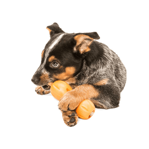 Qwizl Treat Dispensing Dog Toy Orange