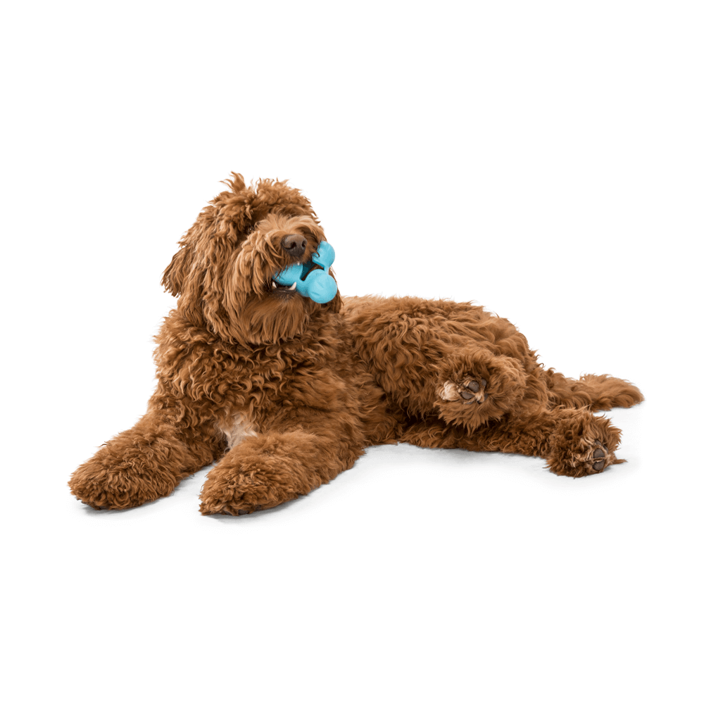 Tux Treat Dispensing Tough Dog Toy Blue