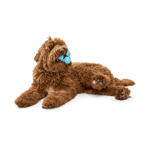 Tux Treat Dispensing Tough Dog Toy Blue