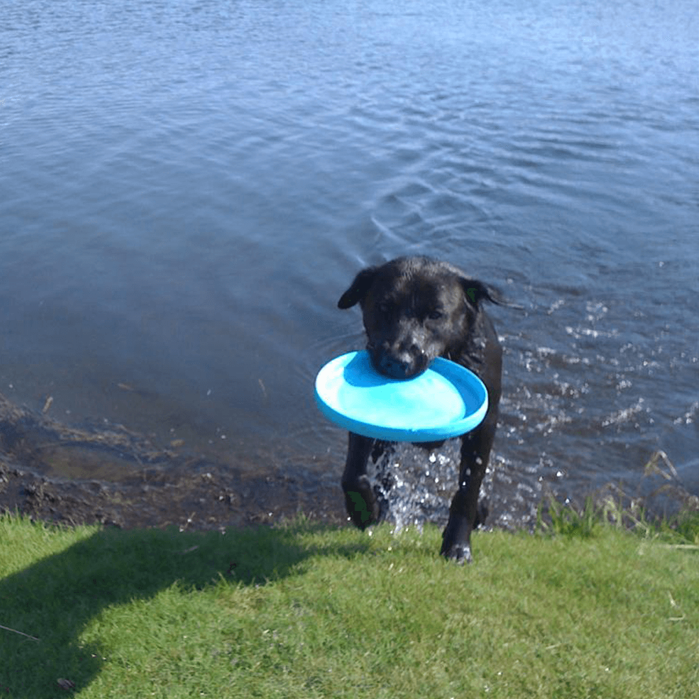 Zisc Flying Disc Fetch Dog Toy Blue