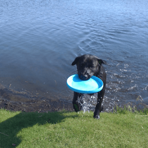 Zisc Flying Disc Fetch Dog Toy Blue