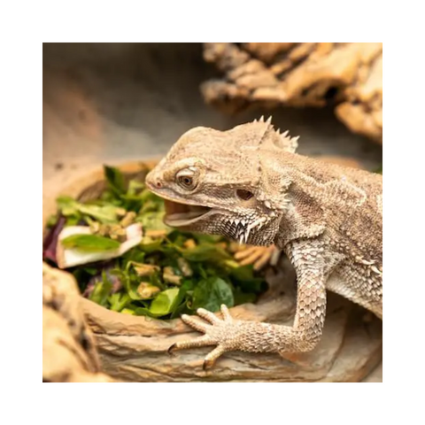 Reptile Supplement Formula