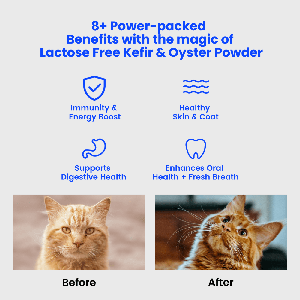 Bites Immune Booster Cat Probiotic Yogurt Freeze Dried Chews
